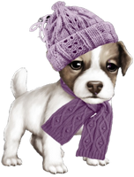 a cute winter doggy